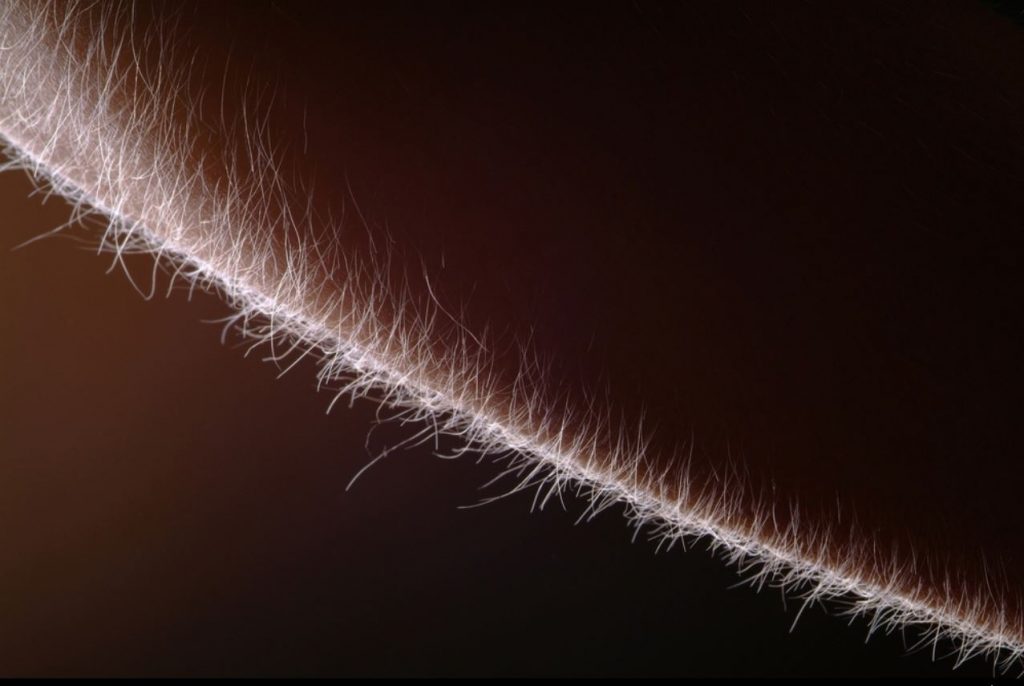 hairs standing on end 